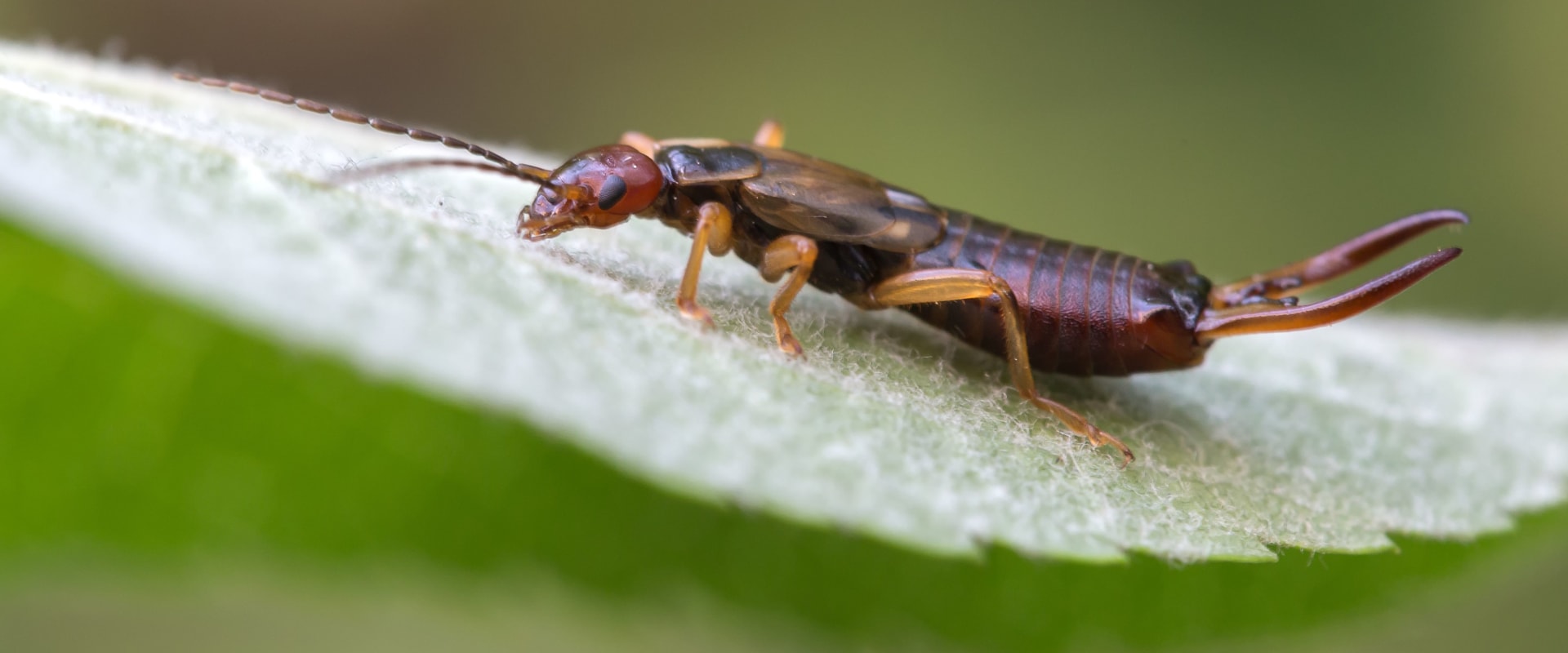 How do you control outdoor bugs?