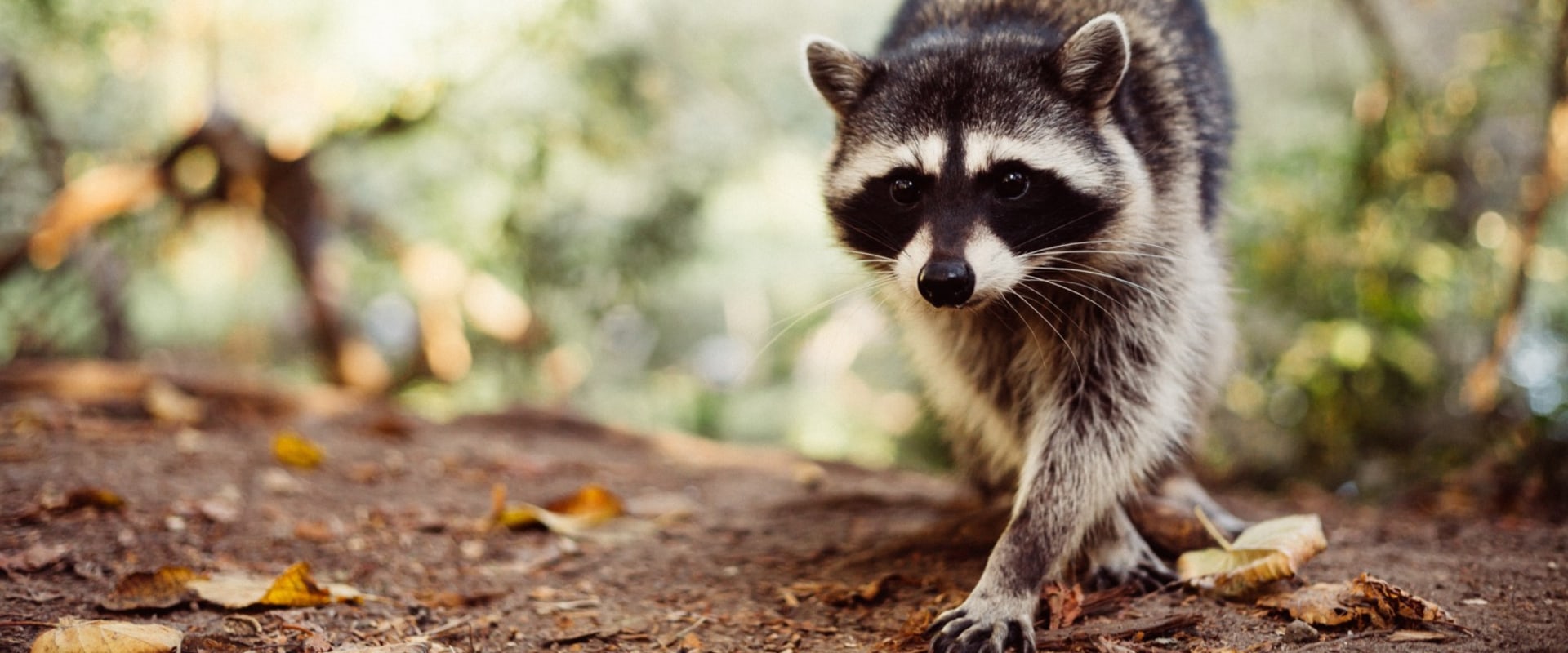 How A Wildlife Removal Service Can Assist With Outdoor Pest Control In Texas