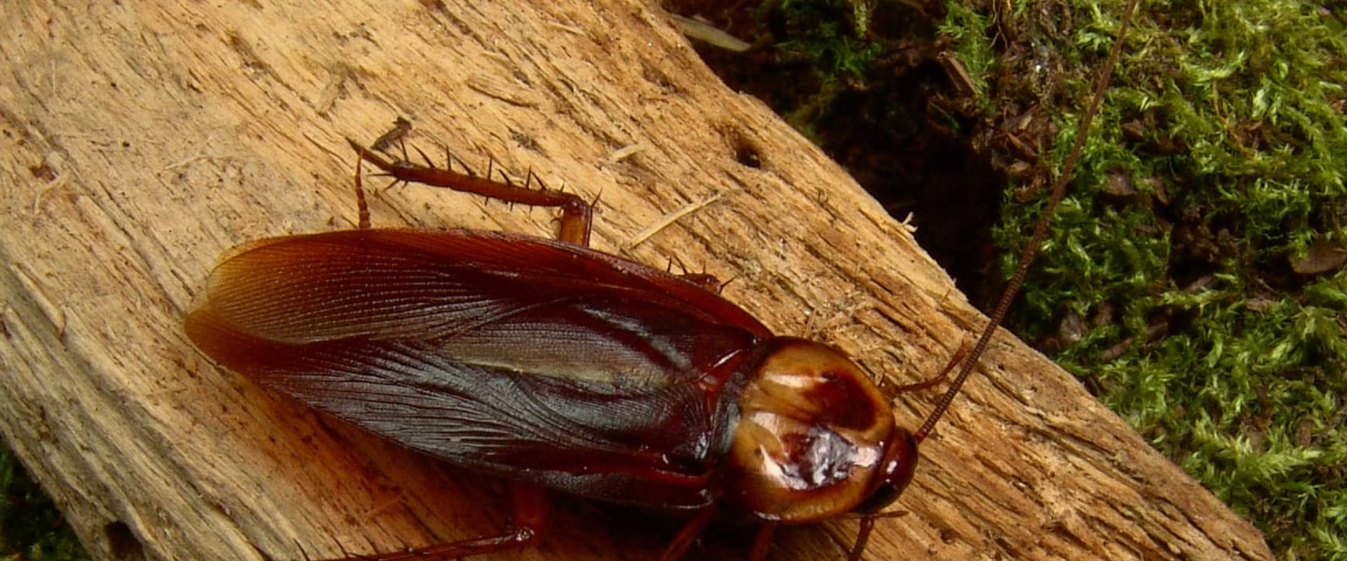Why do outdoor roaches come inside?