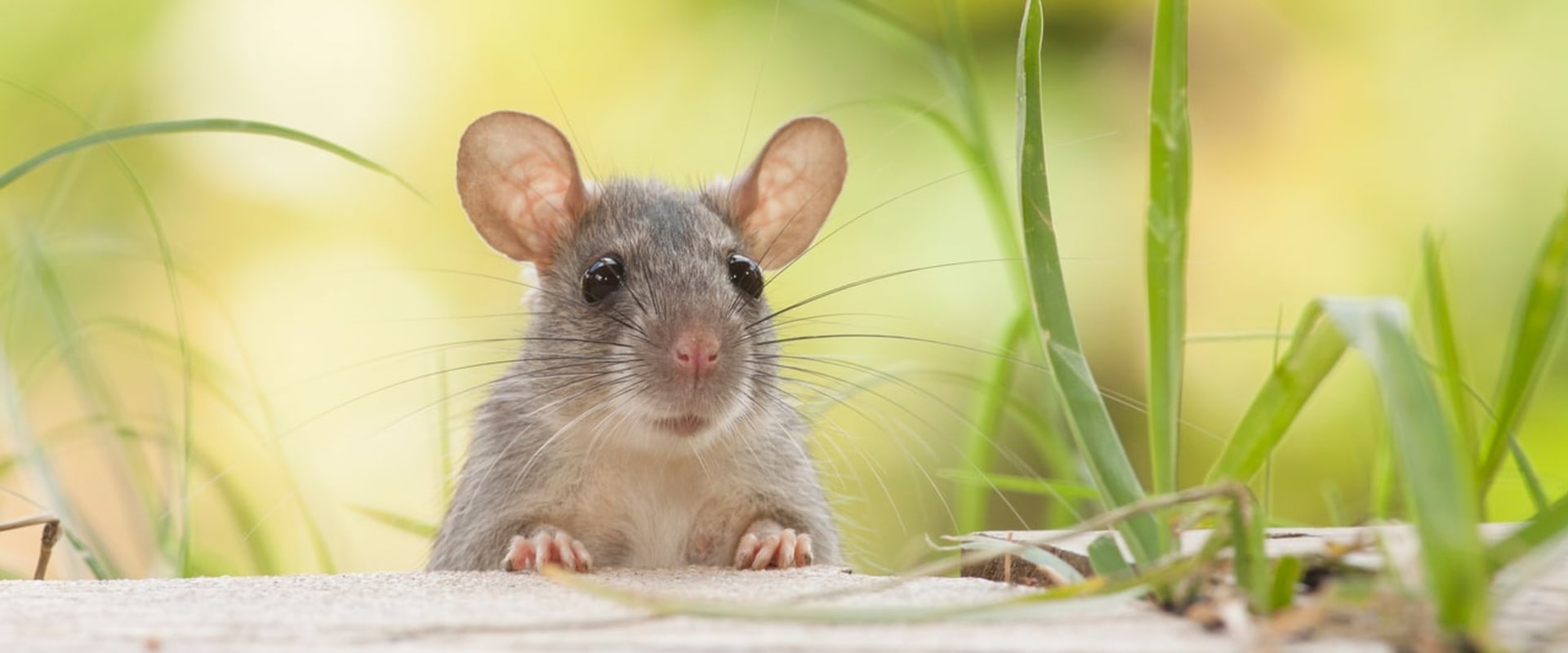Do ultrasonic pest repellers work outdoors?