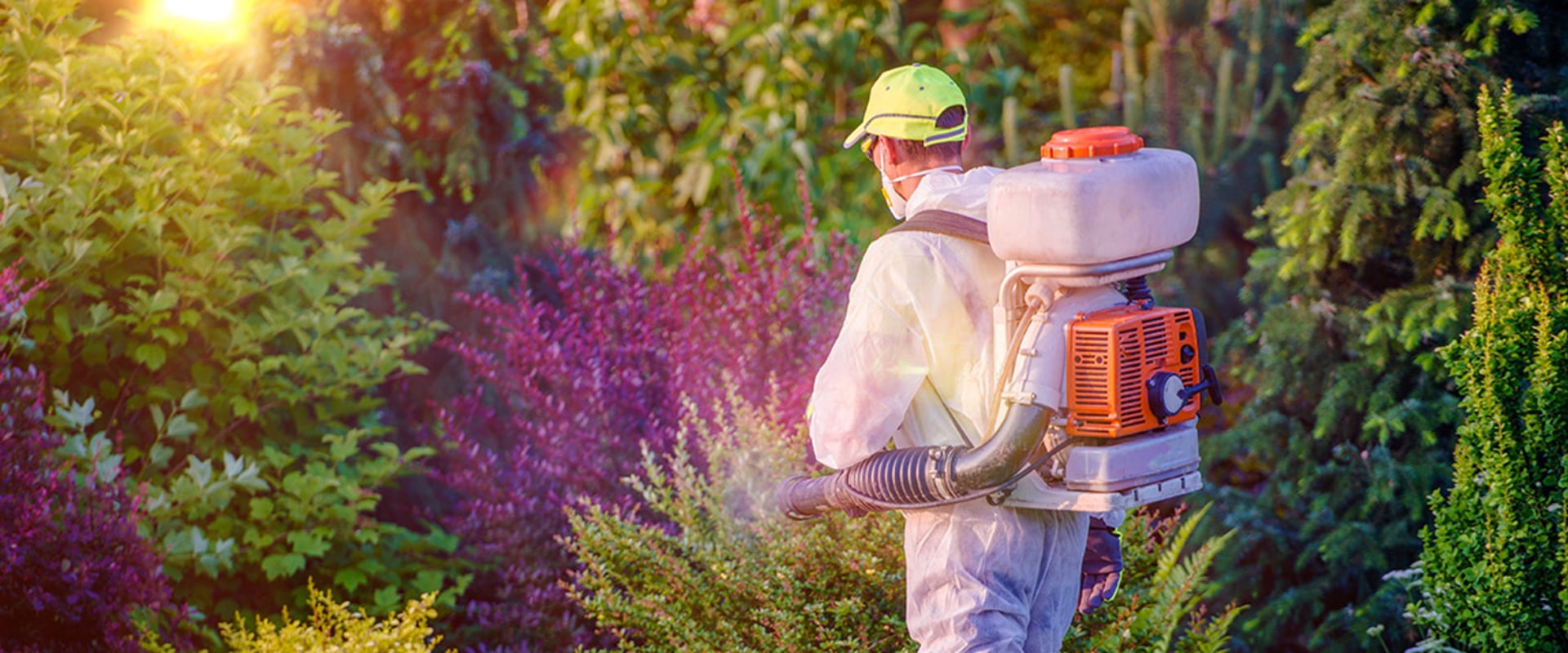 What does the structural pest control board do?