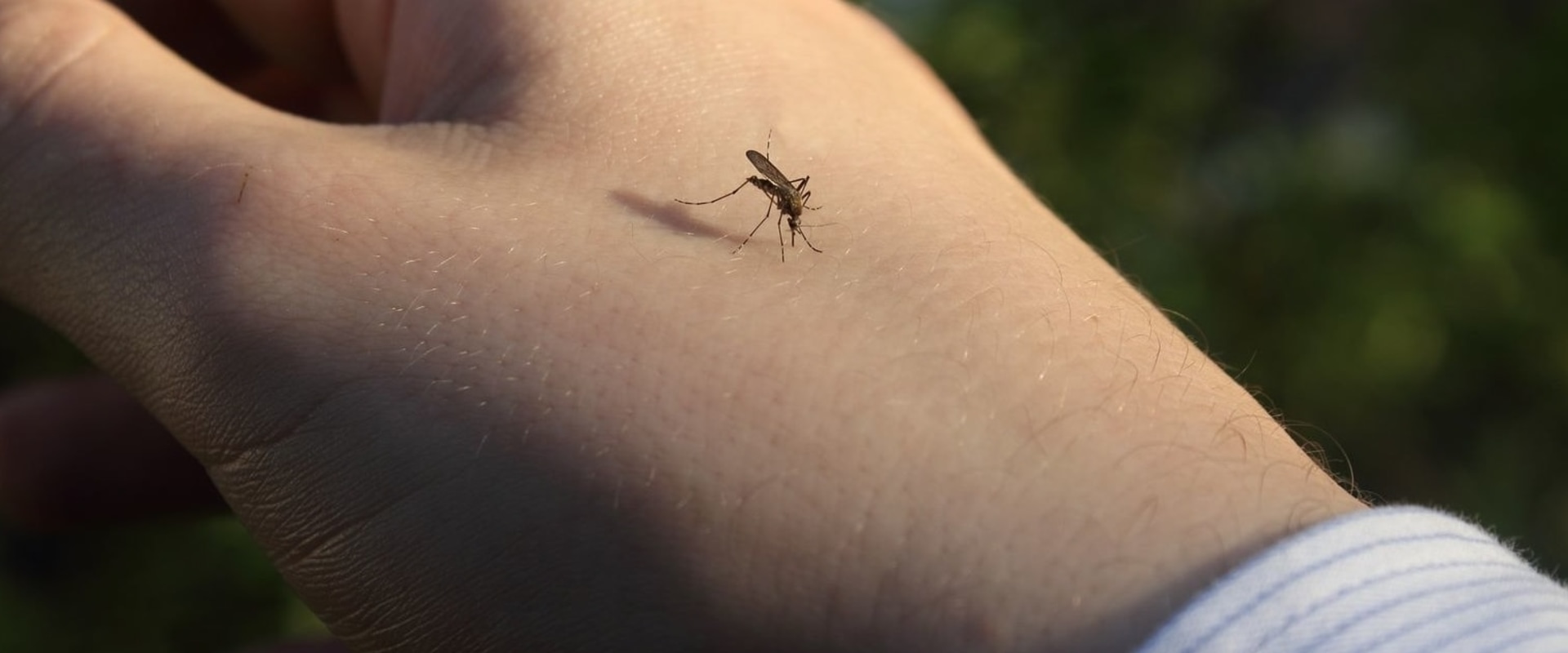 What time of year are pests most active?