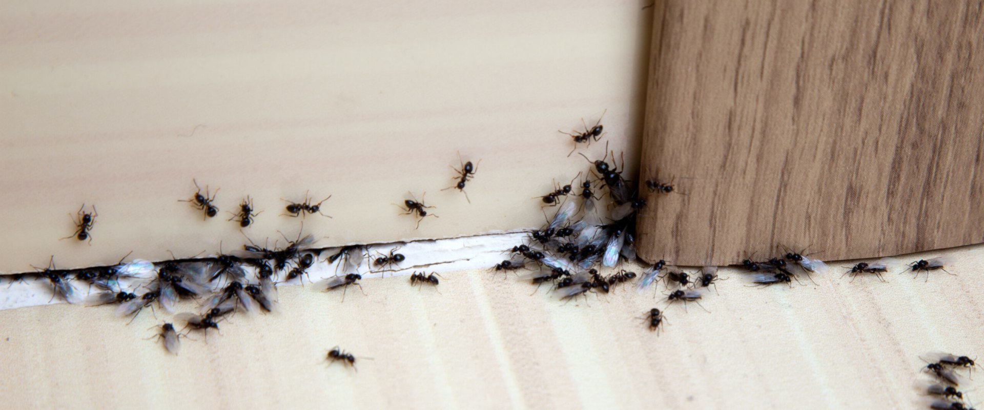 The Best Ant Control Services In Atlanta, Georgia That Provide The Best Solutions For Outdoor Pest Control
