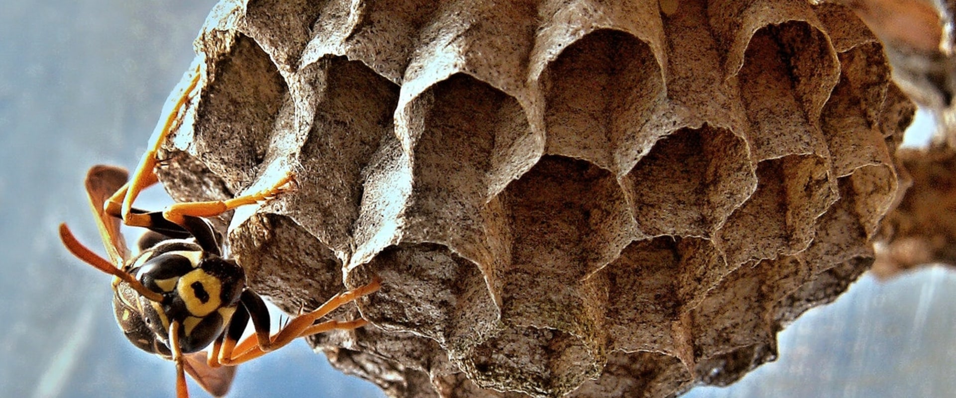 Why Outdoor Pest Control Is Essential: Managing Wasp Nests In Alberta