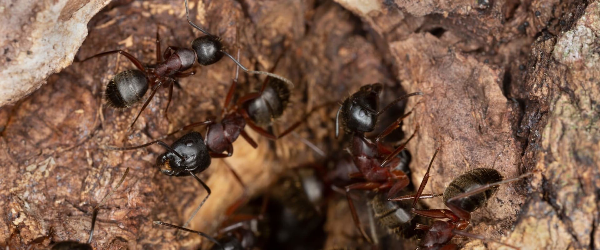 How To Keep Pests Out Of Your Construction Site In Louisville, KY