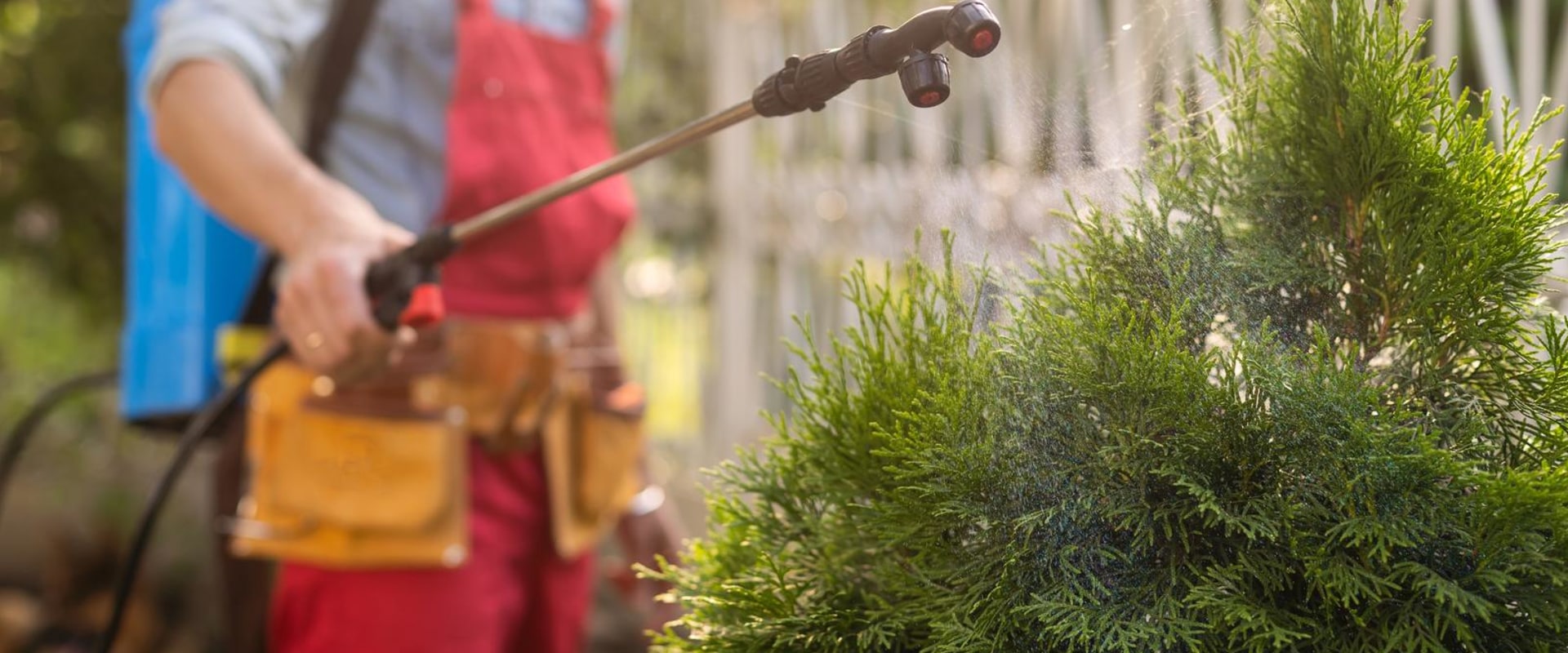 Beyond DIY: The Imperative Of Professional Services In Irvine's Outdoor Pest Control