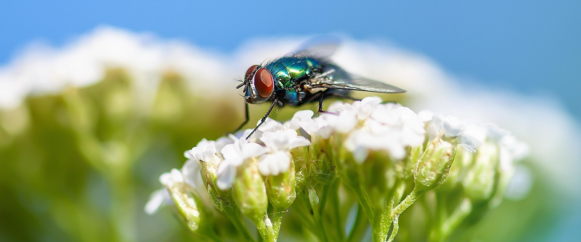 Protect Your Outdoors with Expert Pest Control in Sheffield