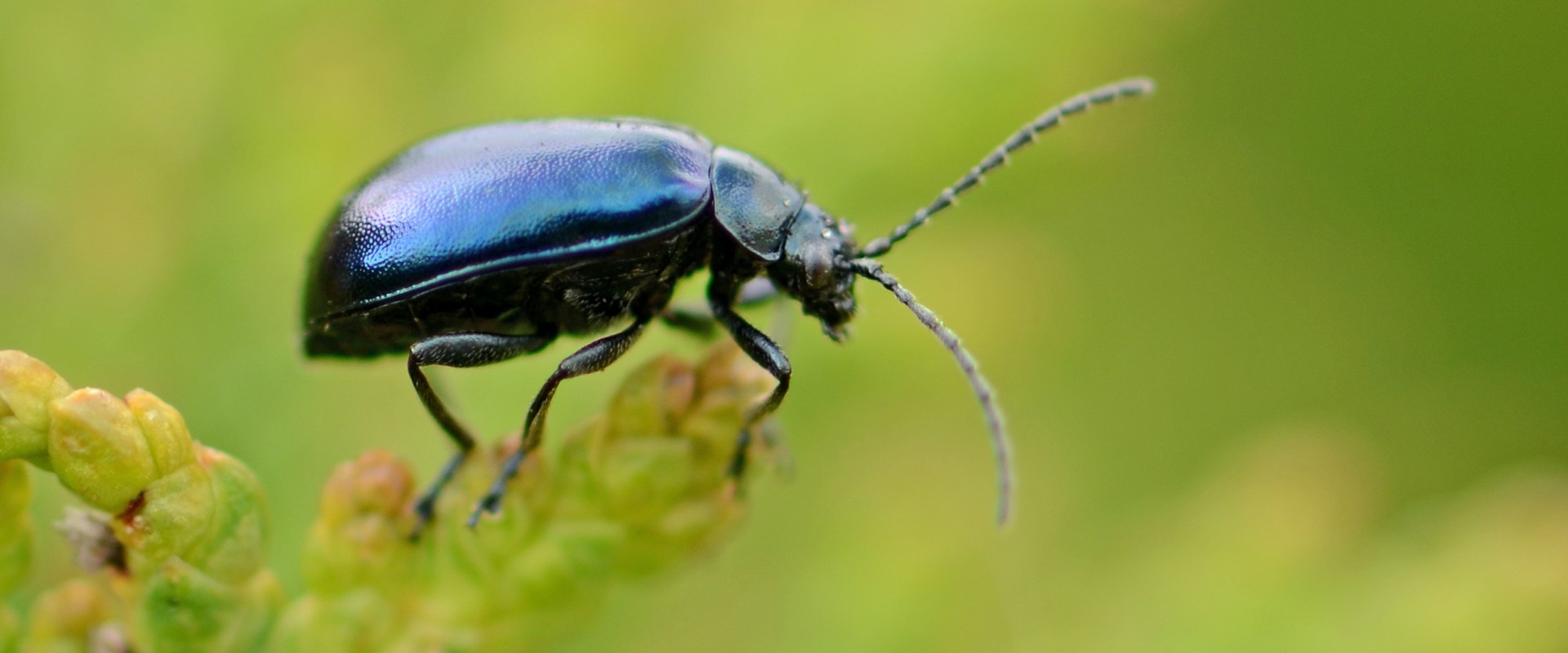 Why are insects important to all life on earth?