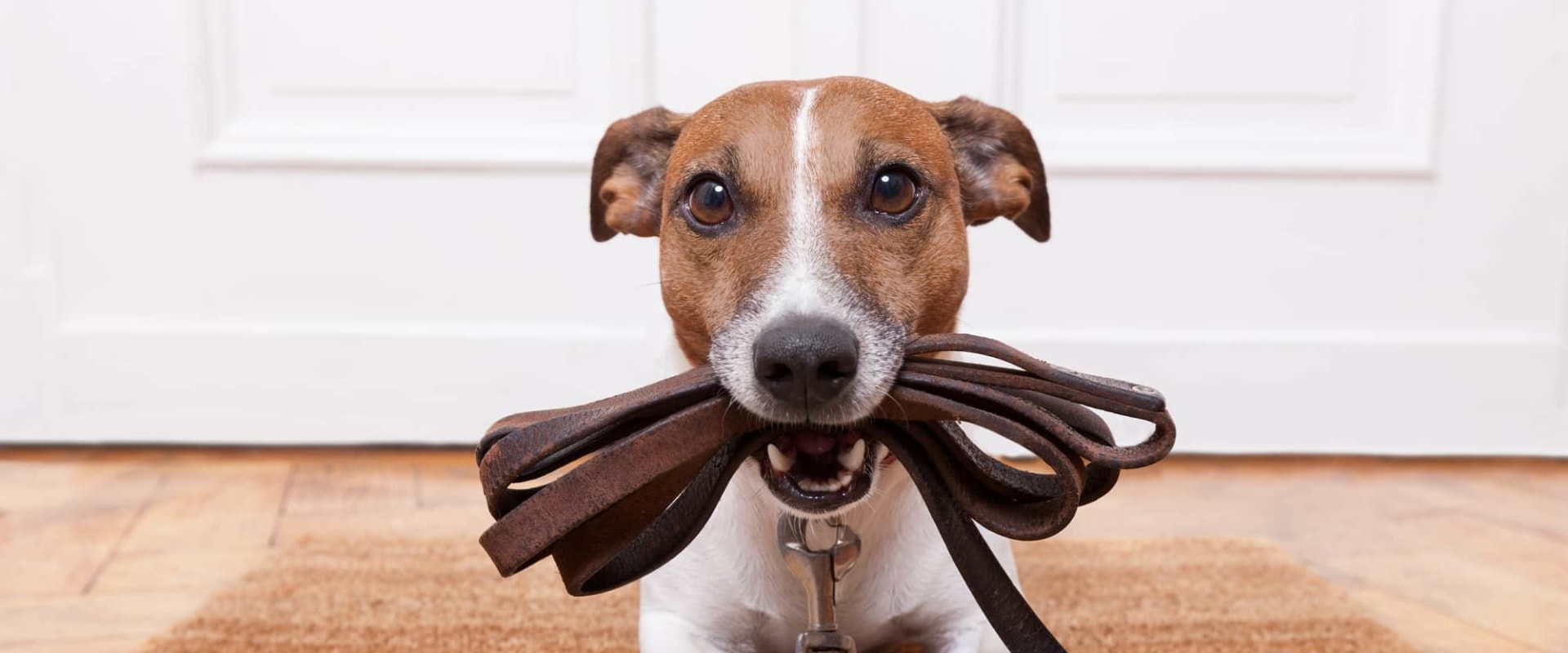 How long after pest control can dogs go outside?
