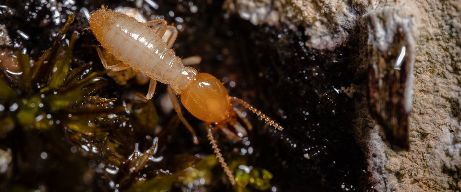How Effective Termite Control Can Protect Your Outdoor Spaces From Pests On Oahu?