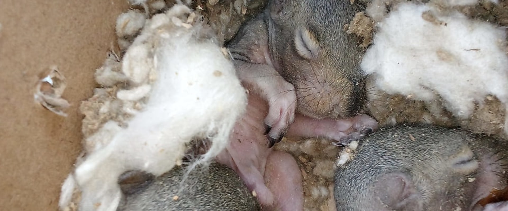 Effective Outdoor Pest Control: How Rodent Control Companies Tackle Wildlife In Middle Tennessee