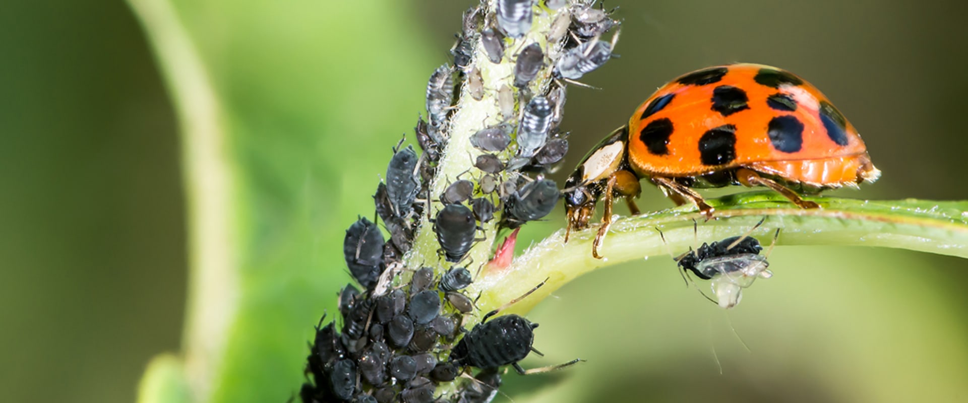 Are pest control chemicals toxic?