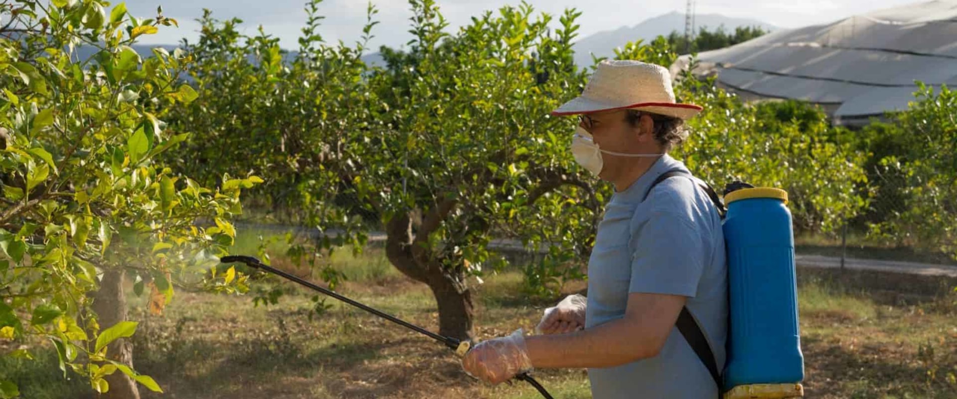 How long after spraying insecticide is it safe?