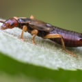 How do you control outdoor bugs?