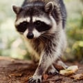 How A Wildlife Removal Service Can Assist With Outdoor Pest Control In Texas