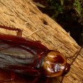 Why do outdoor roaches come inside?