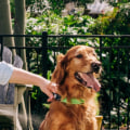 Where can i buy wondercide outdoor pest control?
