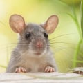 Do ultrasonic pest repellers work outdoors?