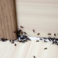 The Best Ant Control Services In Atlanta, Georgia That Provide The Best Solutions For Outdoor Pest Control
