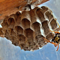 Why Outdoor Pest Control Is Essential: Managing Wasp Nests In Alberta