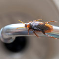 Why pest control is necessary in daily life?