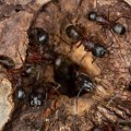 How To Keep Pests Out Of Your Construction Site In Louisville, KY
