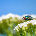 Protect Your Outdoors with Expert Pest Control in Sheffield