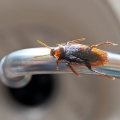 Is pest control spray toxic?