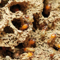 Outsmarting Termites: Effective Outdoor Pest Control Measures In Fayetteville