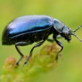 Why are insects important to all life on earth?