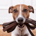 How long after pest control can dogs go outside?
