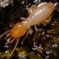 How Effective Termite Control Can Protect Your Outdoor Spaces From Pests On Oahu?