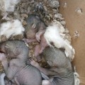 Effective Outdoor Pest Control: How Rodent Control Companies Tackle Wildlife In Middle Tennessee