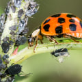 Are pest control chemicals toxic?