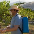 How long after spraying insecticide is it safe?