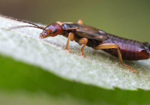 How do you control outdoor bugs?