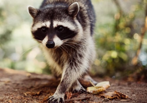 How A Wildlife Removal Service Can Assist With Outdoor Pest Control In Texas