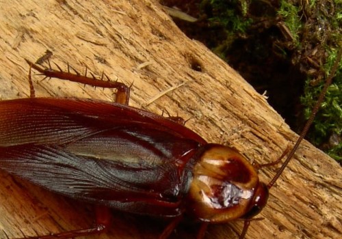 Why do outdoor roaches come inside?
