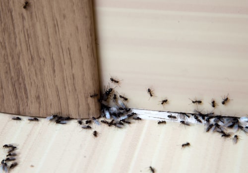 The Best Ant Control Services In Atlanta, Georgia That Provide The Best Solutions For Outdoor Pest Control