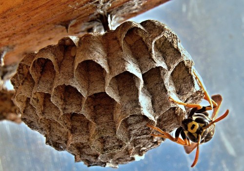 Why Outdoor Pest Control Is Essential: Managing Wasp Nests In Alberta