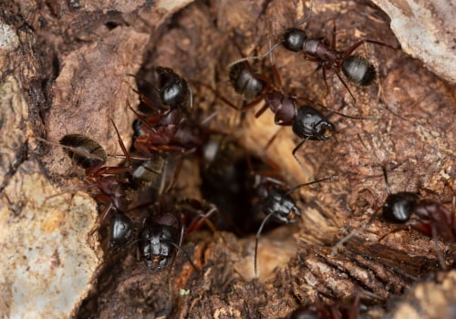 How To Keep Pests Out Of Your Construction Site In Louisville, KY