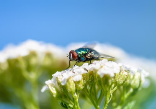 Protect Your Outdoors with Expert Pest Control in Sheffield
