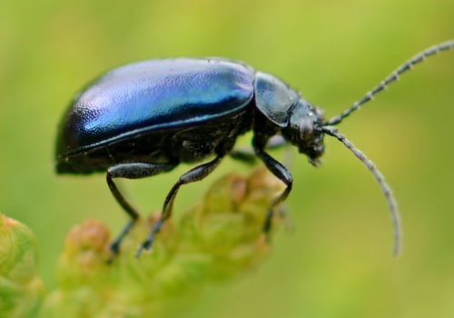 Why are insects important to all life on earth?