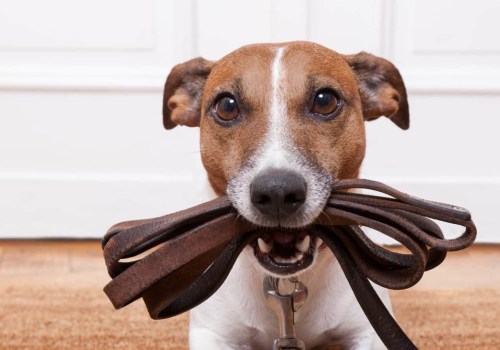 How long after pest control can dogs go outside?