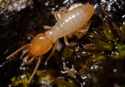 How Effective Termite Control Can Protect Your Outdoor Spaces From Pests On Oahu?