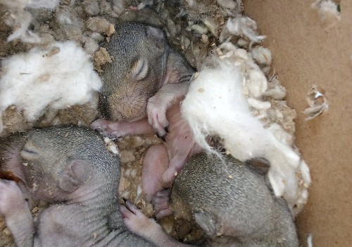 Effective Outdoor Pest Control: How Rodent Control Companies Tackle Wildlife In Middle Tennessee