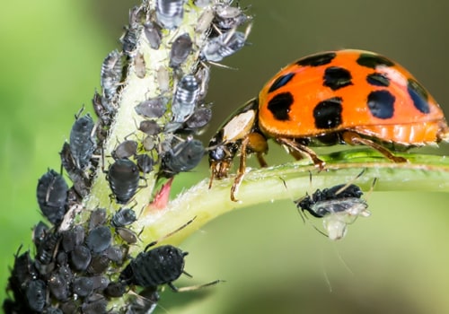 Are pest control chemicals toxic?